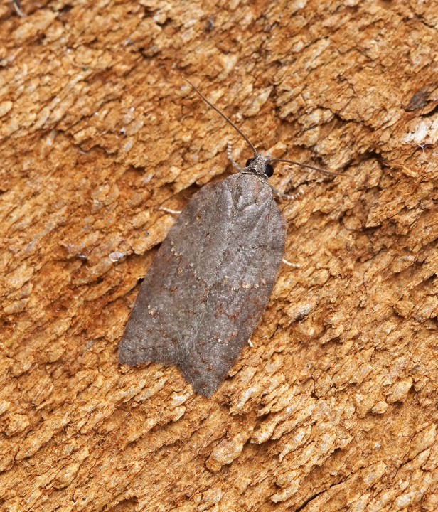 Acleris sparsana 3 Copyright: Ben Sale