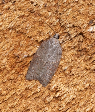 Acleris sparsana 3 Copyright: Ben Sale