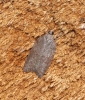 Acleris sparsana 3 Copyright: Ben Sale