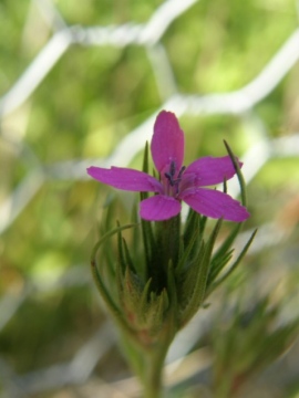 Dianthus armeria 2 Copyright: Sue Grayston