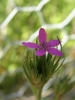 Dianthus armeria 2