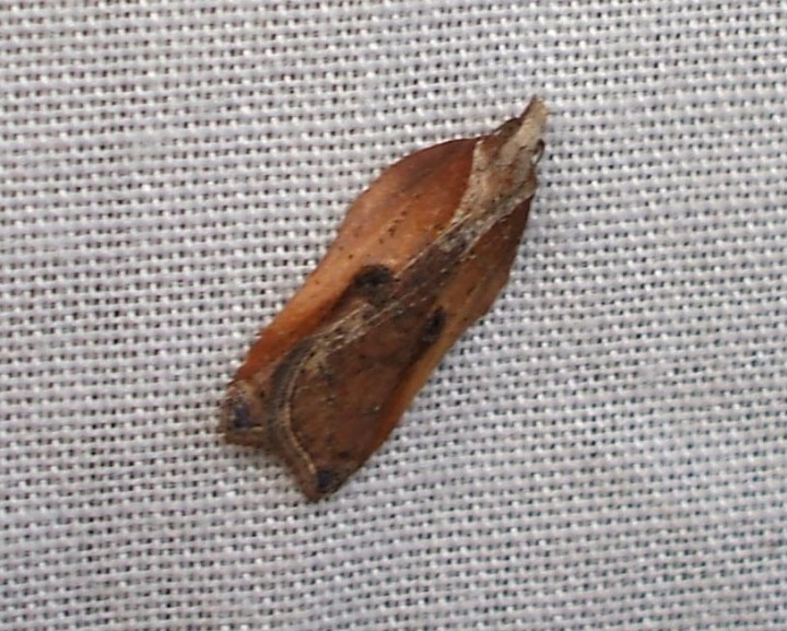 Acleris cristana 3 Copyright: Ben Sale