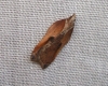 Acleris cristana 3 Copyright: Ben Sale