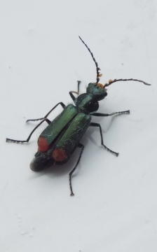 Red-tipped Flower  Beetle (Malachius bipustulatus) Copyright: Peter Pearson