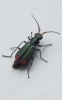 Red-tipped Flower  Beetle (Malachius bipustulatus) Copyright: Peter Pearson