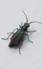 Red-tipped Flower  Beetle (Malachius bipustulatus)