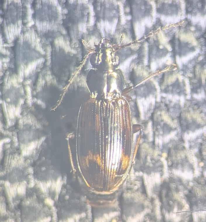 Bembidion dentellum Copyright: Robert Smith