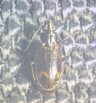 Bembidion dentellum Copyright: Robert Smith