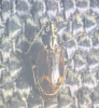Bembidion dentellum