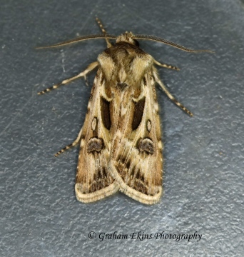 Archer's Dart  Agrotis vestigialis Copyright: Graham Ekins