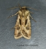 Archer's Dart  Agrotis vestigialis Copyright: Graham Ekins