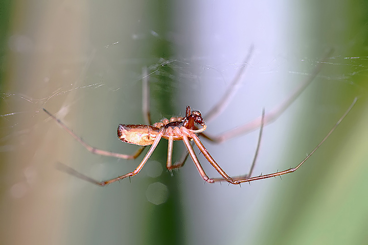 Linyphia triangularis - male (21 Aug 10) Copyright: Leslie Butler