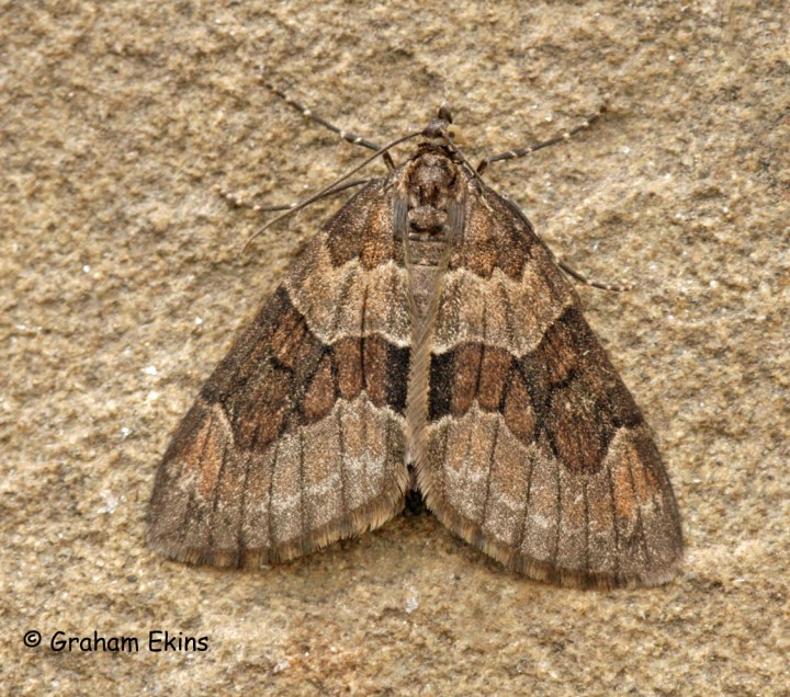 Thera obeliscata 1 Copyright: Graham Ekins