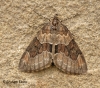 Thera obeliscata 1 Copyright: Graham Ekins