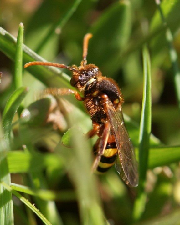 Nomada lathburiana Copyright: Robert Smith