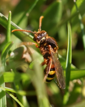 Nomada lathburiana Copyright: Robert Smith