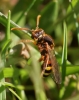 Nomada lathburiana