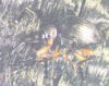 Protapion trifolii 
