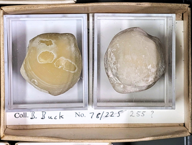 Brachiopod Gibbithyris semiglobosus Littlebury Heavy Hill M11 Copyright: Essex Field Club 1978