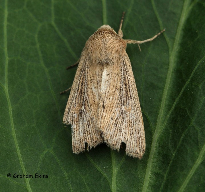 Obscure Wainscot Leucania obsoleta Copyright: Graham Ekins