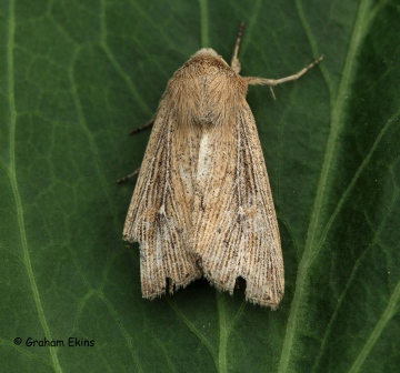 Obscure Wainscot Leucania obsoleta Copyright: Graham Ekins