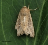 Obscure Wainscot Leucania obsoleta Copyright: Graham Ekins