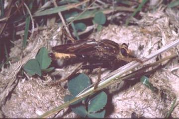 Asilus crabroniformis