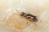 Notoxus monoceros