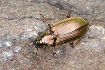 Agonum marginatum Copyright: Peter Harvey