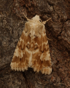 Dusky sallow 3 Copyright: Graham Ekins