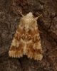 Dusky sallow 3 Copyright: Graham Ekins