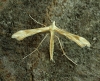 Gillmeria pallidactyla Yarrow Plume 2