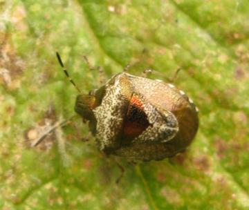 Bronze shield bug (Eysarcoris fabricii) Copyright: Mel Jackson Bridge