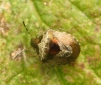 Bronze shield bug (Eysarcoris fabricii) 