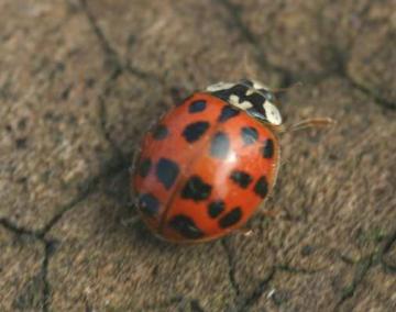 harlequin ladybird Copyright: Chris Gibson