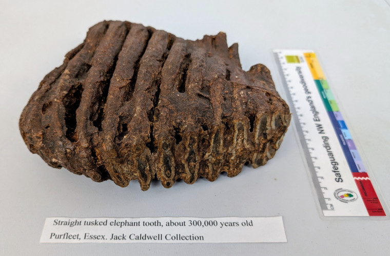 Purfleet Straight Tusked Elephant Tooth 300 000 years old Copyright: Jack Caldwell Collection