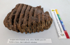 Purfleet Straight Tusked Elephant Tooth 300 000 years old 