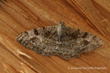 Alcis repandata   Mottled Beauty 2 Copyright: Graham Ekins