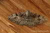 Alcis repandata   Mottled Beauty 2