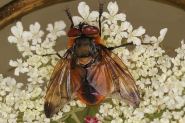 Phasia hemiptera male Copyright: Peter Harvey