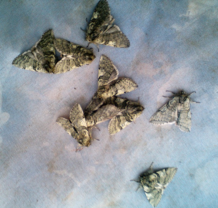 Yellow Horned moths Copyright: Ben Sale