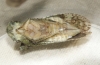 Ledra aurita-underside