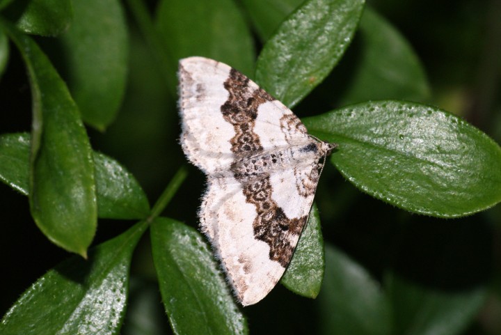 Silver-ground Carpet 3 Copyright: Ben Sale