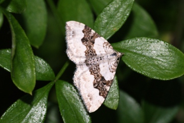 Silver-ground Carpet 3 Copyright: Ben Sale