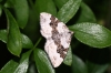 Silver-ground Carpet 3 