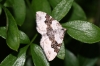 Silver-ground Carpet 3