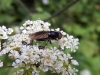 female on hogweed Copyright: Roger Payne