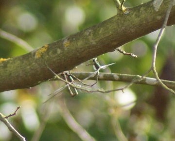 Willow Emerald ovipositing Copyright: Robert Smith