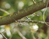 Willow Emerald ovipositing 