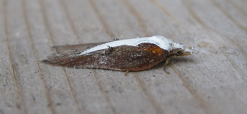 Acleris cristana 2 Copyright: Stephen Rolls